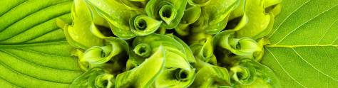 Изображение для скинали: Насыщенный глубоко-зеленый цвет листьев 