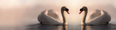 Изображение для скинали: Лебеди в пруду